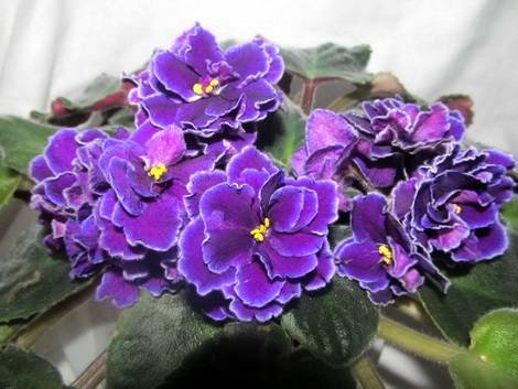 WardBrown1