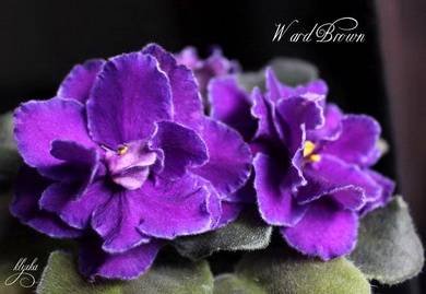 WardBrown2