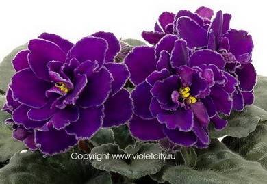 WardBrown3