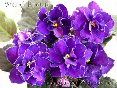WardBrown4