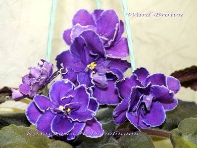WardBrown5