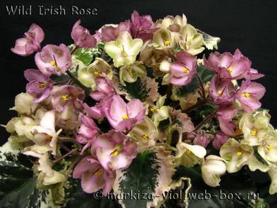 WildIrishRose3