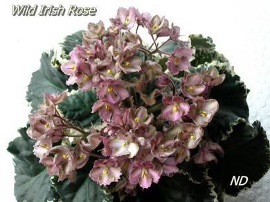 WildIrishRose5