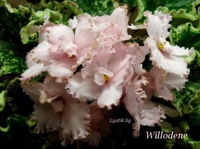 Willodene3