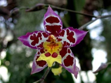 Wilsonara31