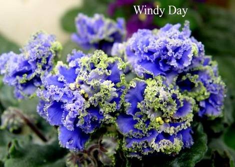 WindyDay1