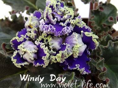 WindyDay5