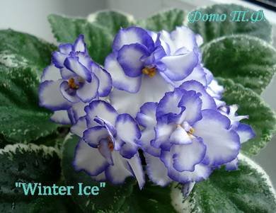 WinterIce3