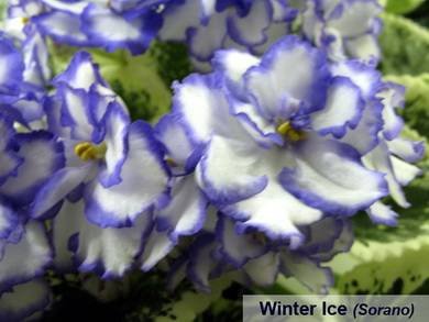 WinterIce5