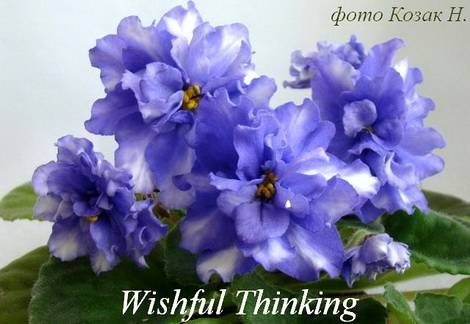 WishfulThinking1