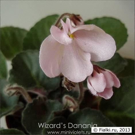 WizardsDanania1