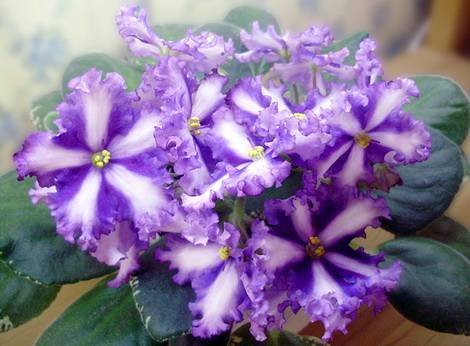 XimLyonsFortuneTeller