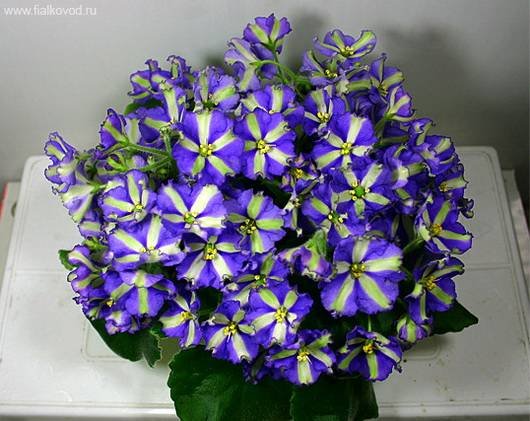 XimYukako1