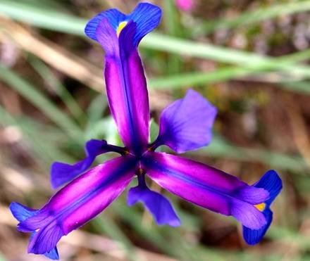 XiphiumBoissieri