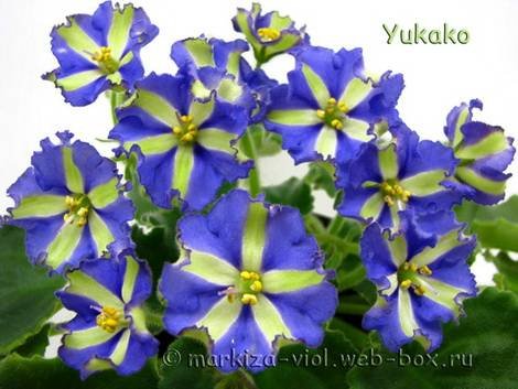 Yukako1