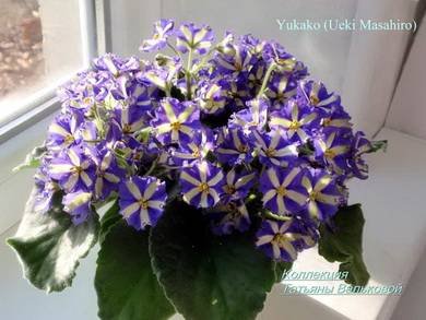 Yukako5