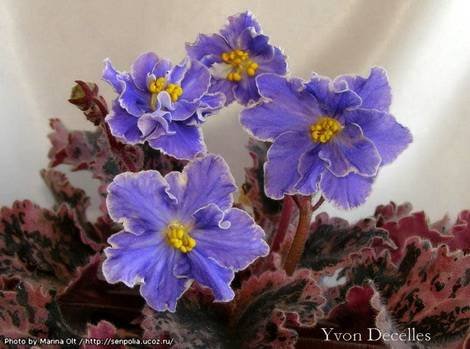 YvonDecelles1