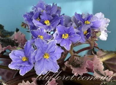 YvonDecelles3