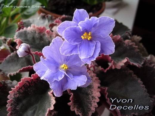 YvonDecelles6