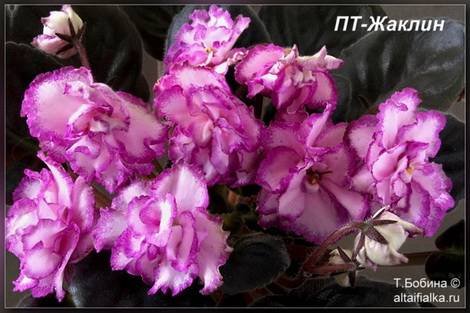 Жаклин1