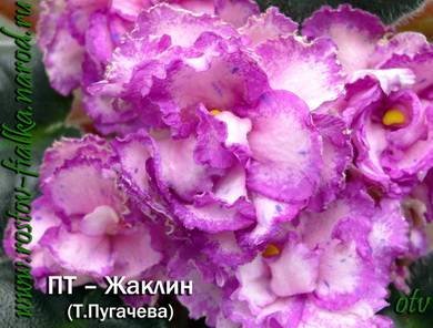 Жаклин3