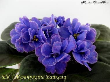 ЖемчужинаБайкала2