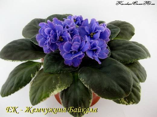 ЖемчужинаБайкала6