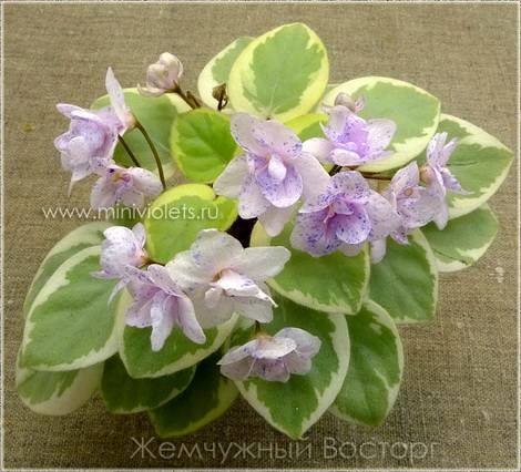 ЖемчужныйВосторг1