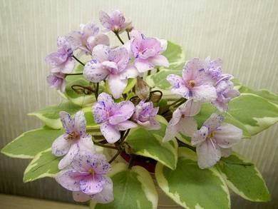 ЖемчужныйВосторг2