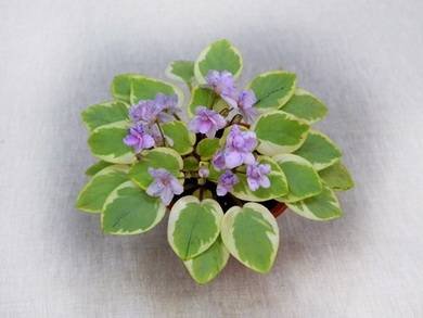 ЖемчужныйВосторг3