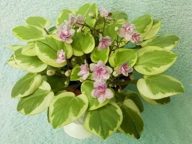 ЖемчужныйВосторг4