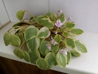 ЖемчужныйВосторг5