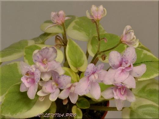 ЖемчужныйВосторг6