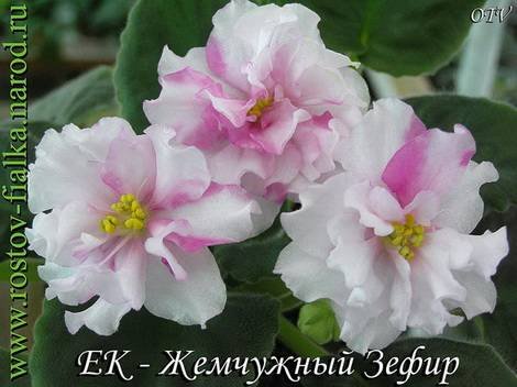 ЖемчужныйЗефир1