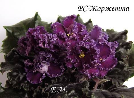 Жоржетта1