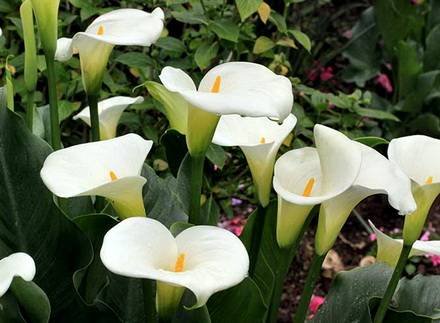 Zantedeschia1