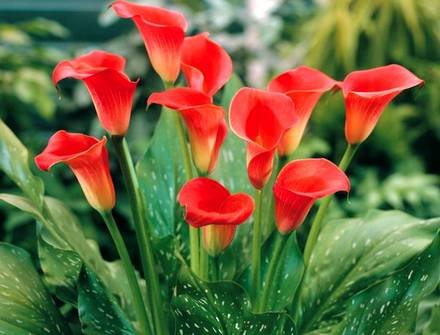 Zantedeschia10