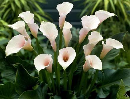 Zantedeschia11