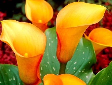 Zantedeschia12