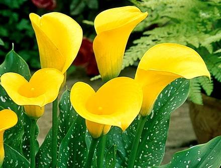 Zantedeschia13