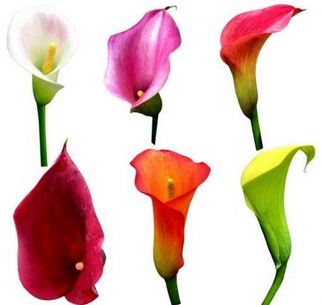 Zantedeschia14
