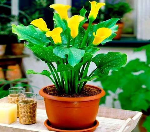 Zantedeschia15