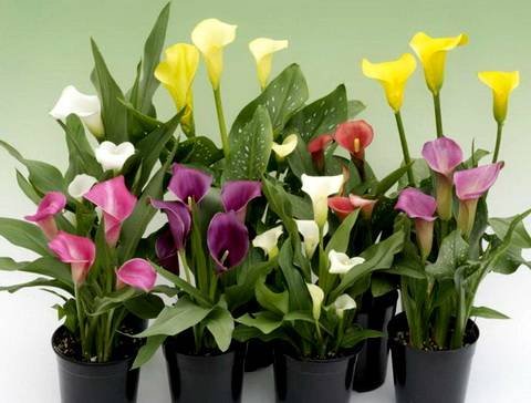 Zantedeschia16