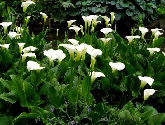 Zantedeschia17