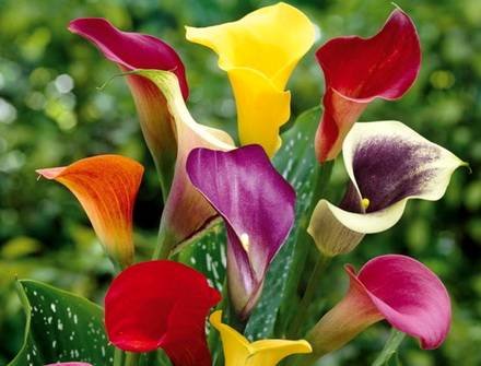 Zantedeschia2