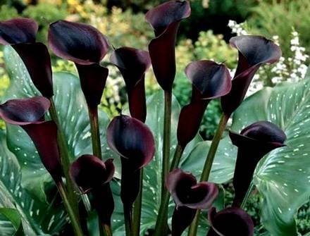 Zantedeschia3