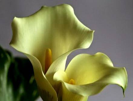 Zantedeschia4