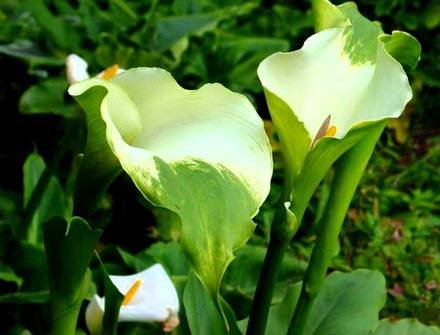 Zantedeschia5