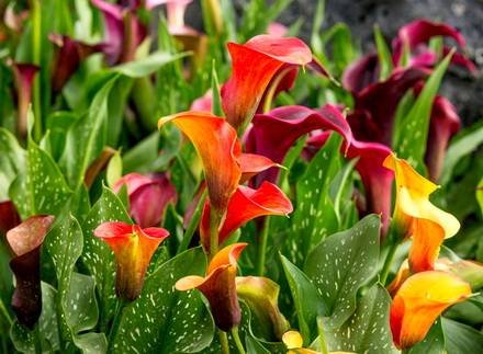 Zantedeschia6