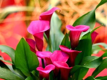 Zantedeschia7